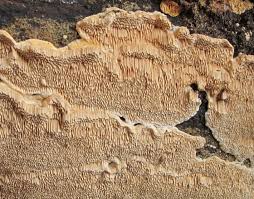 Attēlu rezultāti vaicājumam “Antrodia malicola”