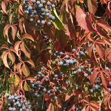 Attēlu rezultāti vaicājumam “Parthenocissus quinquefolia fruit”