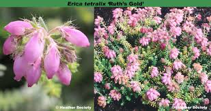 Attēlu rezultāti vaicājumam “Erica tetralix”