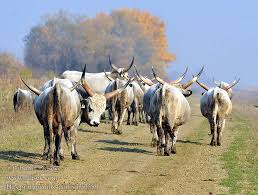 Attēlu rezultāti vaicājumam “Bos primigenius taurus”