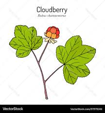 Attēlu rezultāti vaicājumam “Rubus chamaemorus leaf”