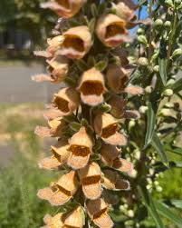 Image result for Digitalis ferruginea