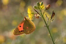 Attēlu rezultāti vaicājumam “Colias croceus underside”