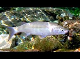 Image result for Chelon richardsonii