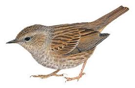 Attēlu rezultāti vaicājumam “Prunella modularis adult”