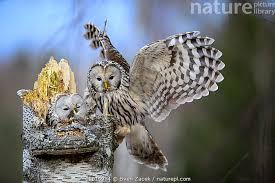 Attēlu rezultāti vaicājumam “Strix uralensis”