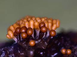 Attēlu rezultāti vaicājumam “Trichia erecta macro”