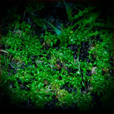 Attēlu rezultāti vaicājumam “Elatine hydropiper leaf”