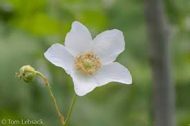 Attēlu rezultāti vaicājumam “Rubus parviflorus”