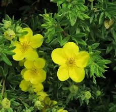 Attēlu rezultāti vaicājumam “Robinia neomexicana fruit”