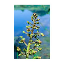 Attēlu rezultāti vaicājumam “Scrophularia umbrosa flower”