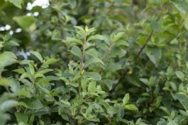 Attēlu rezultāti vaicājumam “Prunus spinosa leaf”