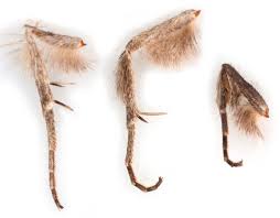 Attēlu rezultāti vaicājumam “Calophasia lunula larva”