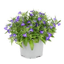 Image result for Männertreu