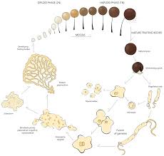 Attēlu rezultāti vaicājumam “Comatricha fragilis stalked”