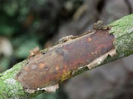 Attēlu rezultāti vaicājumam “Vuilleminia comedens”