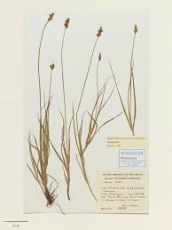 Attēlu rezultāti vaicājumam “Carex leporina”