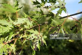 Attēlu rezultāti vaicājumam “Vasates quadripedes”