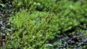 Attēlu rezultāti vaicājumam “Dichodontium pellucidum macro”