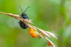 Attēlu rezultāti vaicājumam “Galeruca tanaceti”