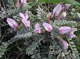 Attēlu rezultāti vaicājumam “Astragalus danicus fruit”
