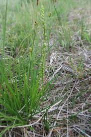Attēlu rezultāti vaicājumam “Triglochin palustre fruit”