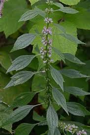 Attēlu rezultāti vaicājumam “Leonurus cardiaca leaf”