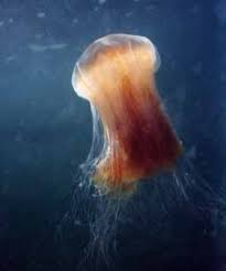 Image result for Cyanea capillata