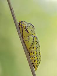 Attēlu rezultāti vaicājumam “Aporia crataegi pupa”