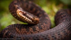 Attēlu rezultāti vaicājumam “Vipera berus adult”