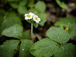Attēlu rezultāti vaicājumam “Fragaria moschata flower”