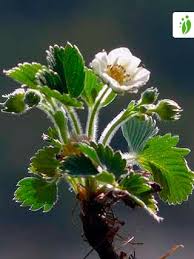 Attēlu rezultāti vaicājumam “Fragaria viridis fruit”