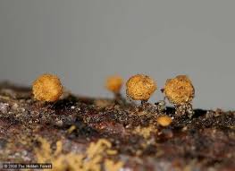 Attēlu rezultāti vaicājumam “Hemitrichia decipiens young”