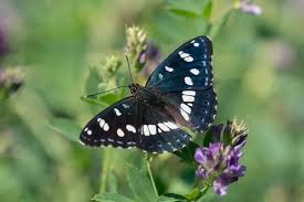 Attēlu rezultāti vaicājumam “Lopinga achine upperside”