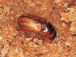 Attēlu rezultāti vaicājumam “Aphodius sp.”