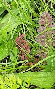 Attēlu rezultāti vaicājumam “Selinum carvifolia fruit”