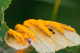 Attēlu rezultāti vaicājumam “Triphragmium ulmariae”