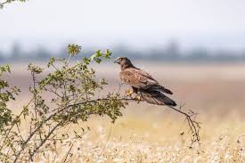 Attēlu rezultāti vaicājumam “Pernis apivorus”