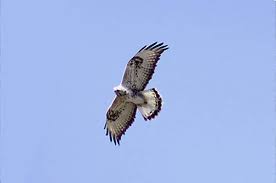 Attēlu rezultāti vaicājumam “Buteo lagopus adult”