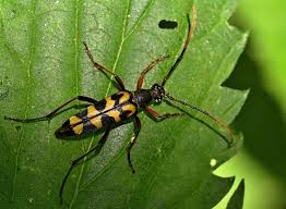 Attēlu rezultāti vaicājumam “Leptura annularis”