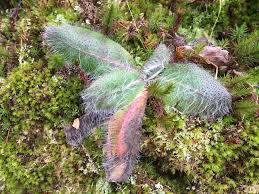 Attēlu rezultāti vaicājumam “Pilosella officinarum leaf”