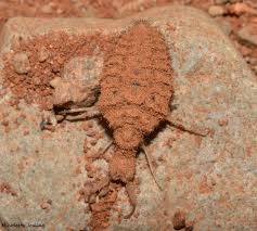 Attēlu rezultāti vaicājumam “Myrmeleontidae larva”