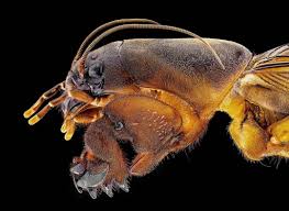 Attēlu rezultāti vaicājumam “Gryllotalpa gryllotalpa”