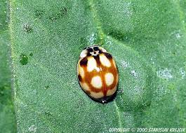 Attēlu rezultāti vaicājumam “Adalia decempunctata”