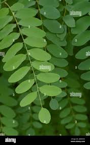 Attēlu rezultāti vaicājumam “Robinia”