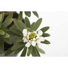 Image result for Schleifenblume