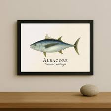 Image result for Thunnus alalunga