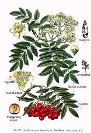 Attēlu rezultāti vaicājumam “Sorbus aucuparia flower”