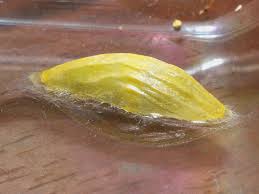 Attēlu rezultāti vaicājumam “Zygaena cocoon”