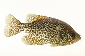 Image result for Pomoxis nigromaculatus